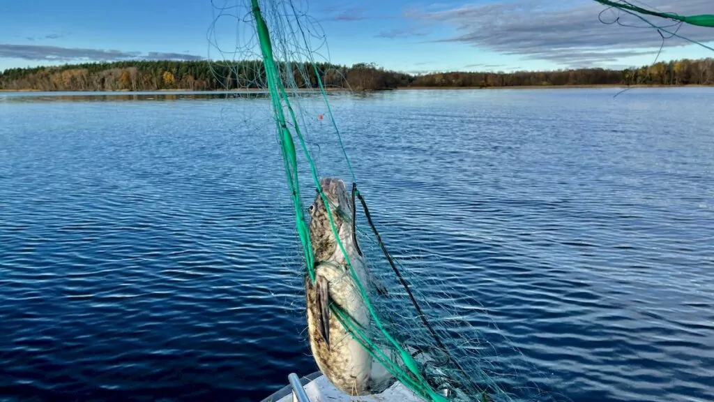 Fiske i Mälaren