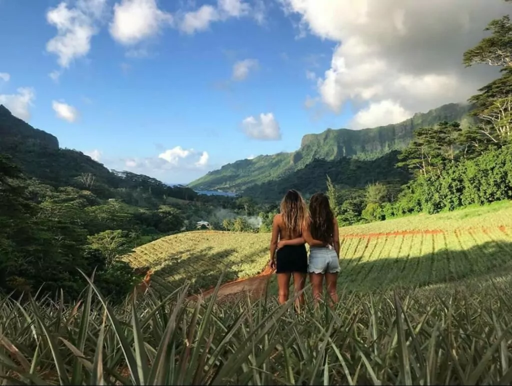 Ananasplantage på Moorea