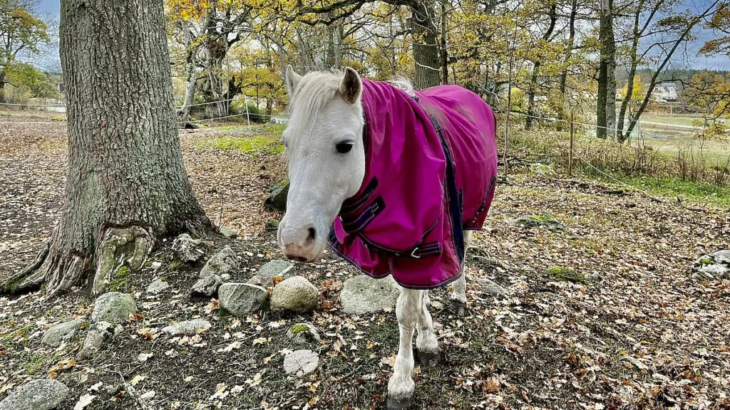 vit häst med rosa täcke