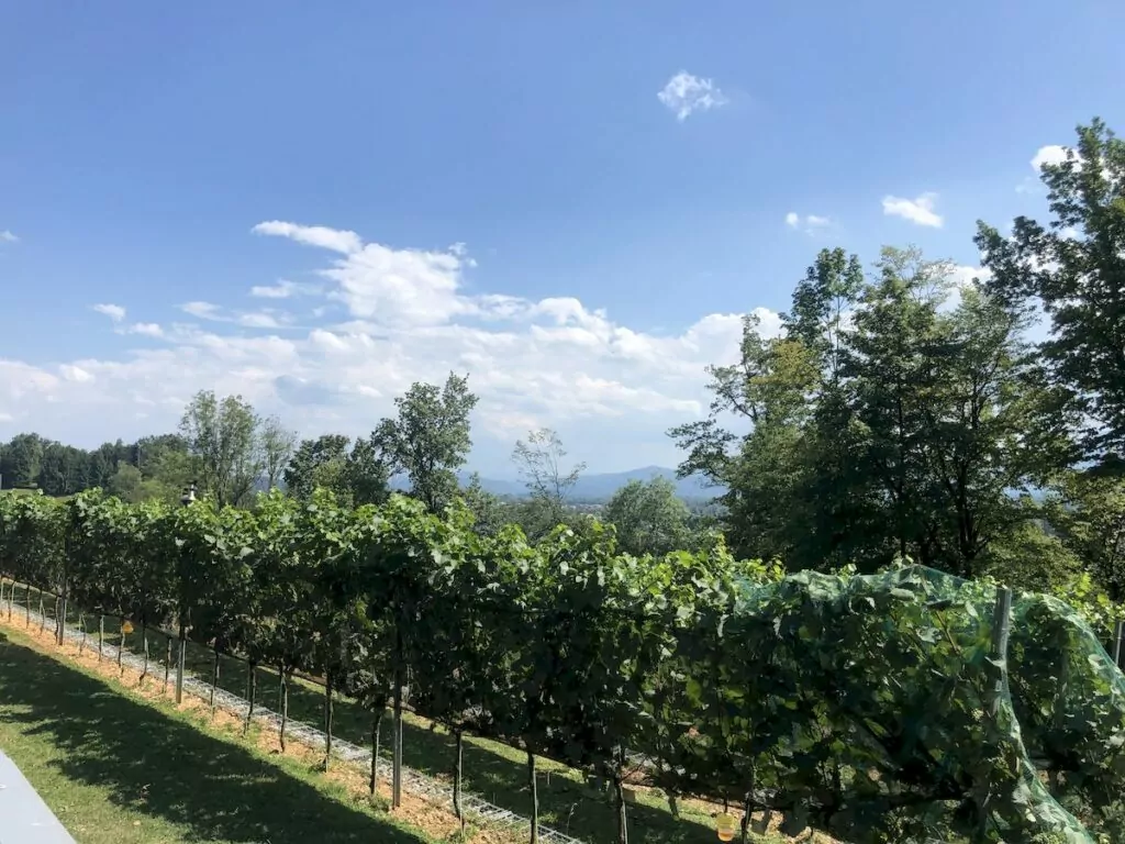 Vin i Slovenien