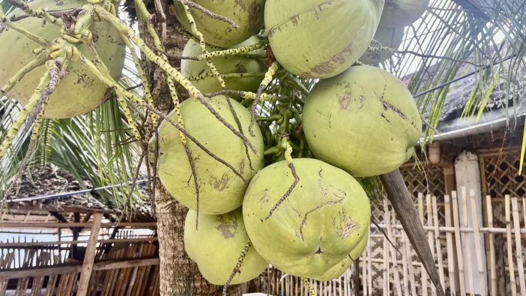 Kokosnötter