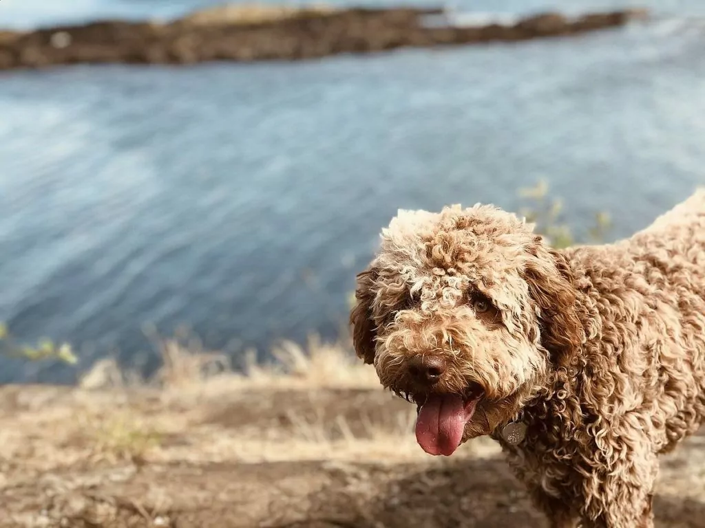 Lagotto Romagno