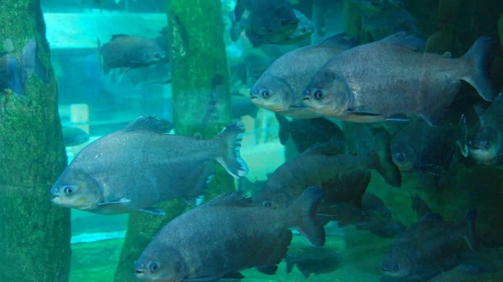 langkawi underwater world