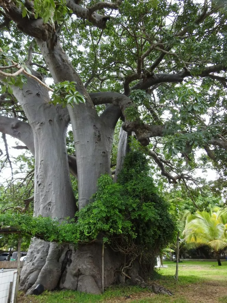Baobaträd