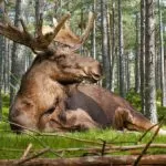 25 fakta om älgar – skogens konung