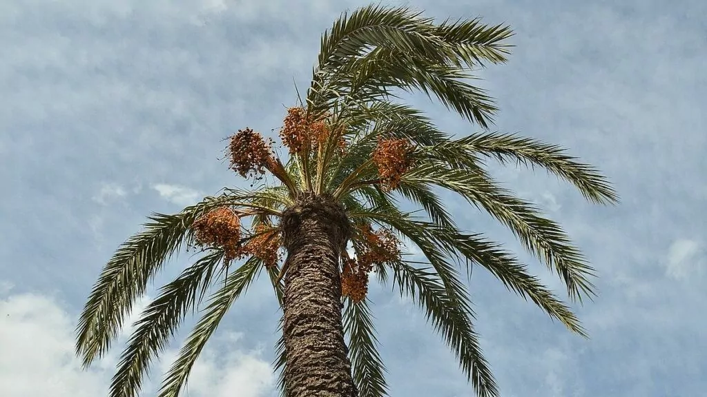 dadelpalm