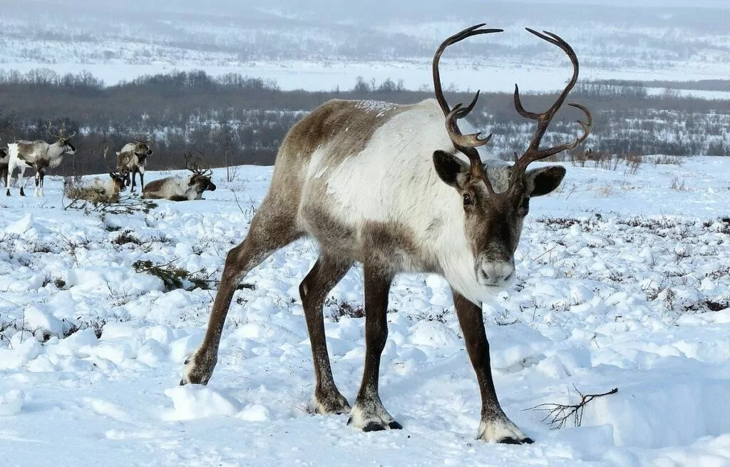 fakta om renar - ren i snö