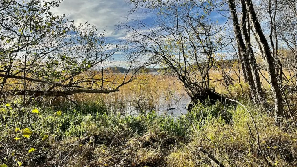 Fiske i Mälaren