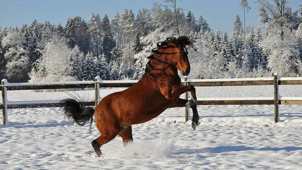Häst i snö