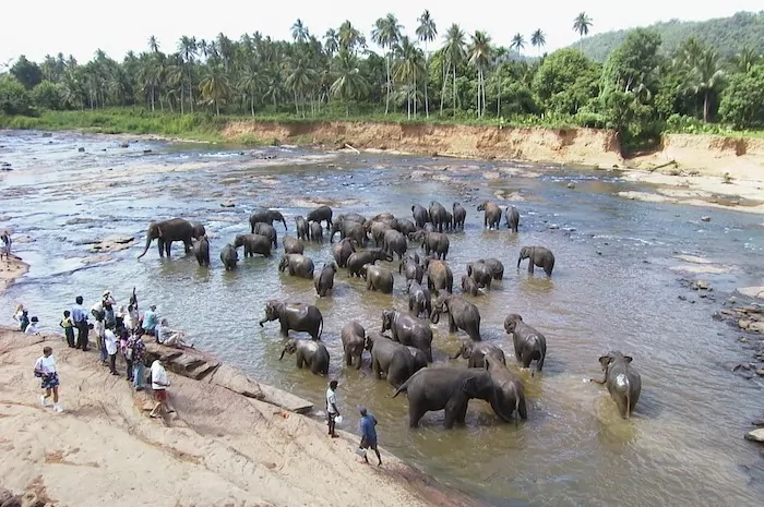 resmål i Sri lanka