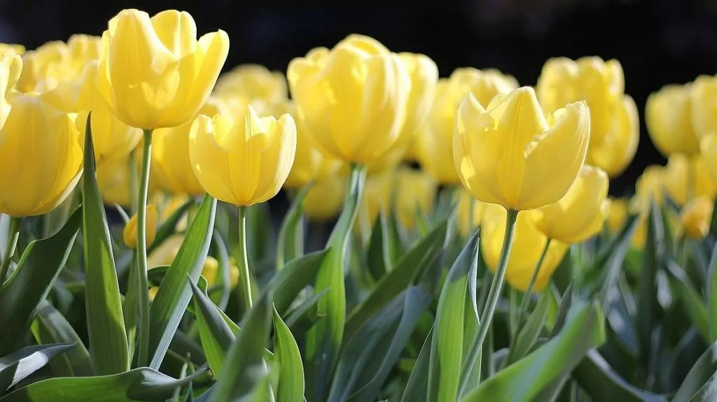 Påsktraditioner i världen - blommor