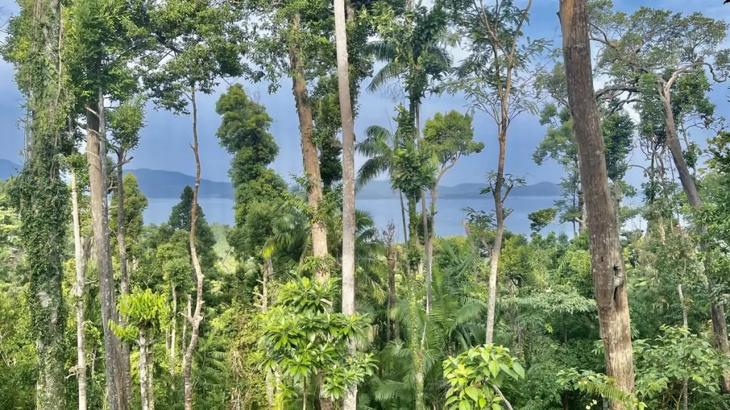 Utsikt på Atremaru Jungle Retreat på Palawan i Filippinerna