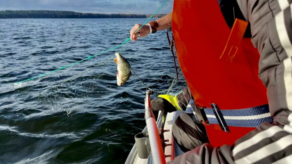 Fiske i Mälaren